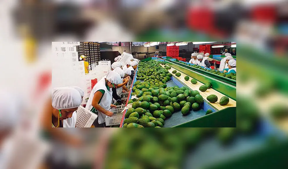 Minagri: Agroexportaciones crecieron 13% en setiembre 