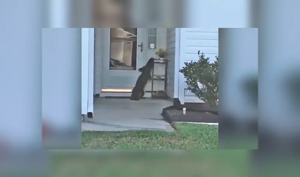 Facebook viral: llega a su casa y encuentra a misteriosa criatura tocando su puerta [VIDEO]