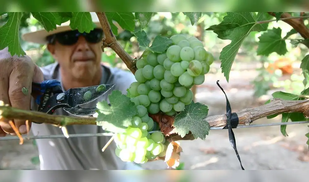 Despegar recomienda los principales atractivos del Festival Internacional de la Vendimia de Ica 2018