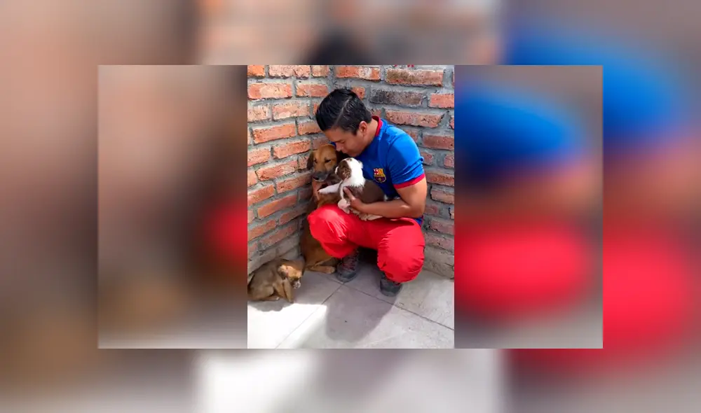 Desliza las imágenes para observar el conmovedor comportamiento de unos perros bebés al ver a su ‘madre’. Foto: Jefferson Rescata.