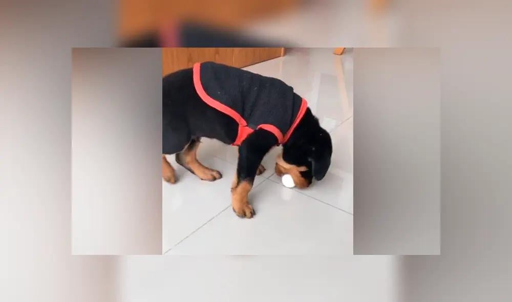 Desliza las imágenes para ver la peculiar reacción que tuvo un cachorro al recibir un huevo de parte de su dueña. Fotocapturas: candecondex/TikTok