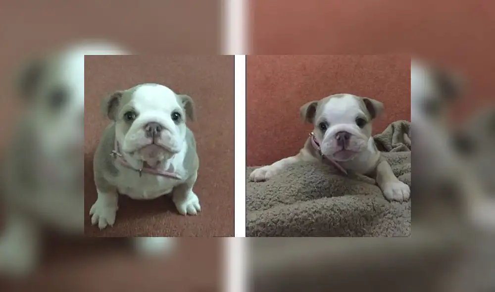 Robaron a cachorra y tres días después, la degollaron en un jardín Robaron a cachorra y tres días después, la degollaron en un jardín