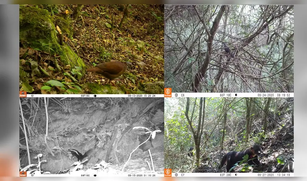 Especies de aves y mamíferos en bosques de Amazonas
