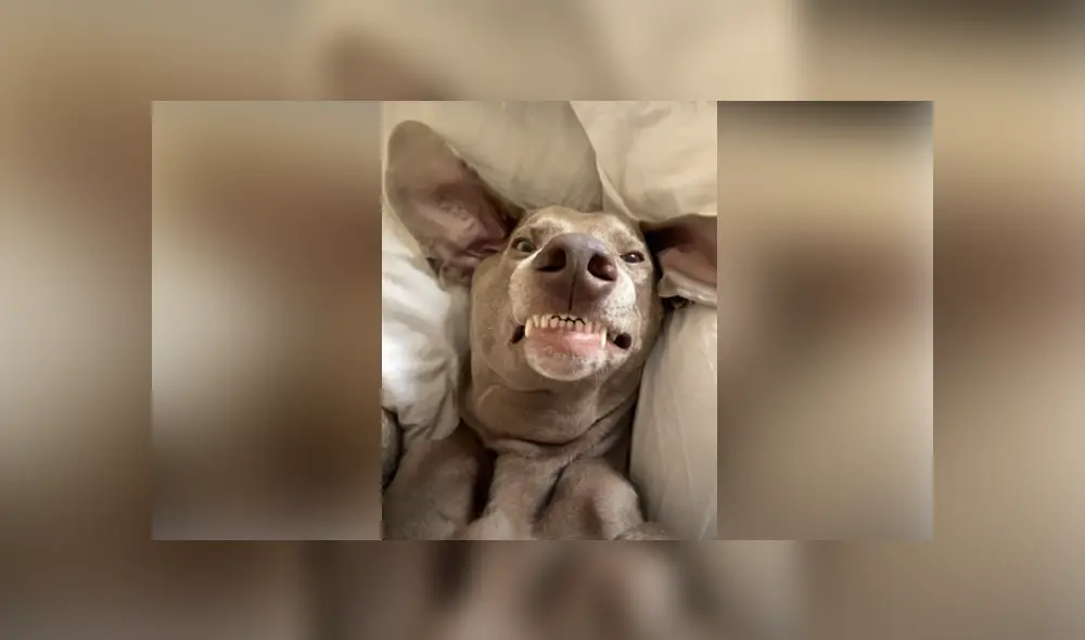 Desliza hacia la izquierda para ver las imágenes del viral de YouTube. Foto: Captura.