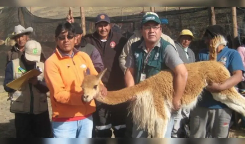 Comunidad de Apurímac es repoblada con vicuñas a fin de fortalecer sector ganadero. Comunidad de Apurímac es repoblada con vicuñas a fin de fortalecer sector ganadero.
