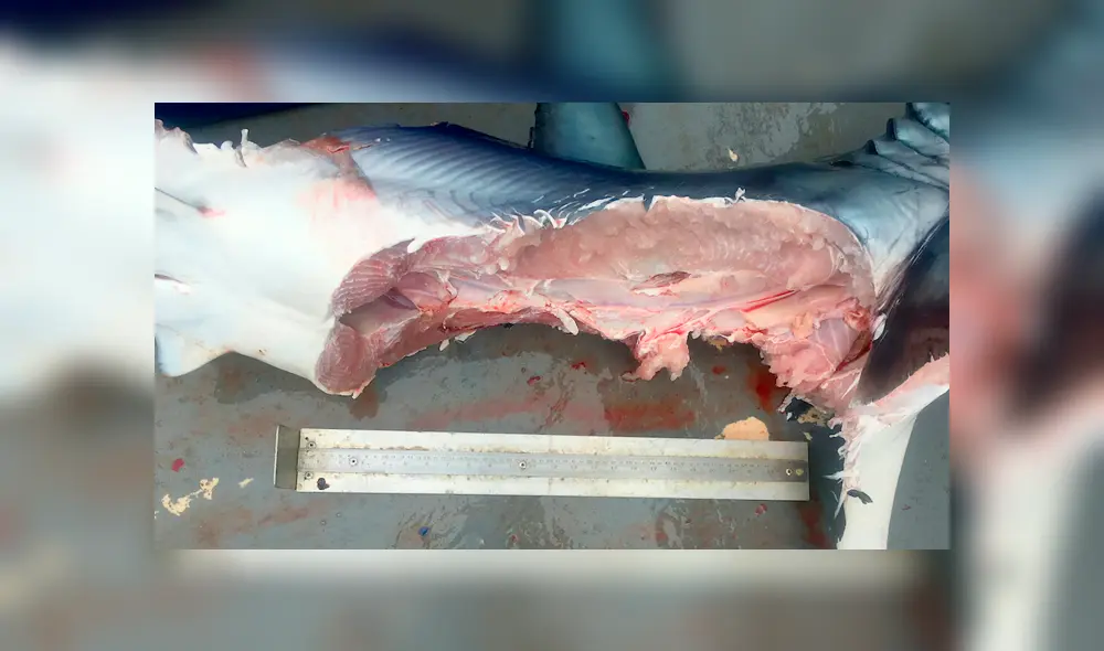 Un video muestra como dos tiburones protagonizan un insólito acto de canibalismo. Un video muestra como dos tiburones protagonizan un insólito acto de canibalismo.