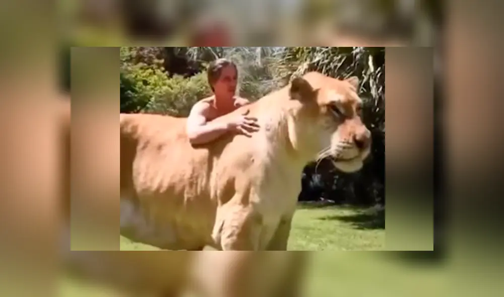 YouTube viral: Tigresa y león tienen cría considerada el felino más grande del mundo [VIDEO]
