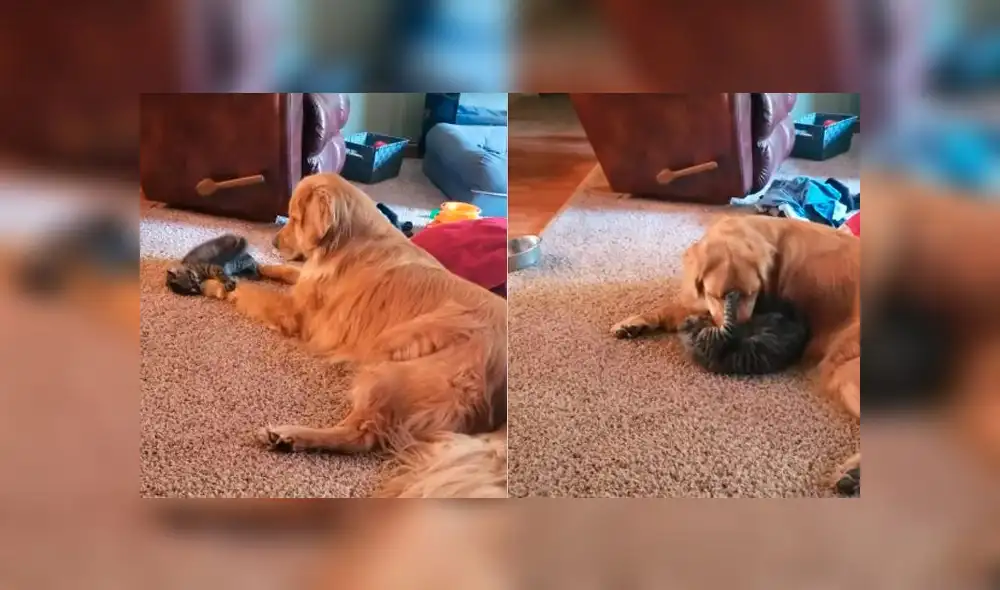 Desliza las imágenes para ver la tierna escena que protagonizó un pequeño gato y un perro cuando nadie los podía ver. Foto: ViralHog