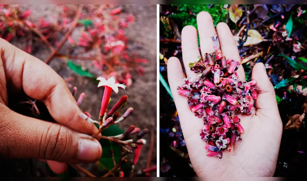 La quina es considerada una planta medicinal de gran importancia.