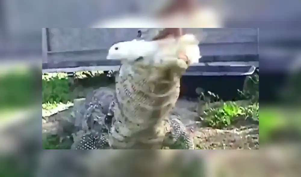 YouTube viral: dragón de komodo devora a un indefenso pollito ante la mirada de su dueño