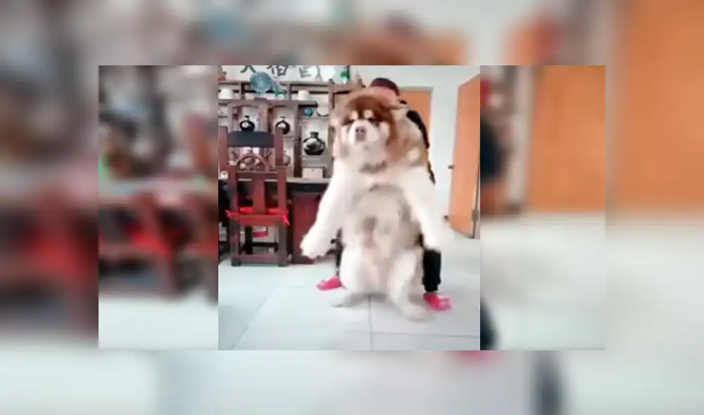 Facebook viral: grabó crecimiento de perro y su increíble tamaño de adulto sorprendió a todos [VIDEO]