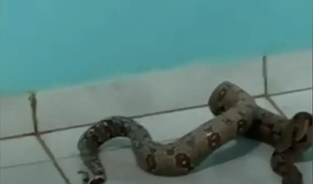 Desliza hacia la izquierda para ver las imágenes del video viral. Foto: captura de YouTube.