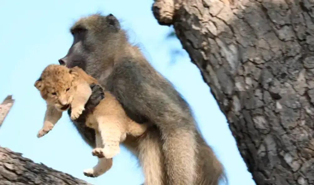 Animales recrean icónica escena de ‘El Rey León’ en la vida real [FOTOS]