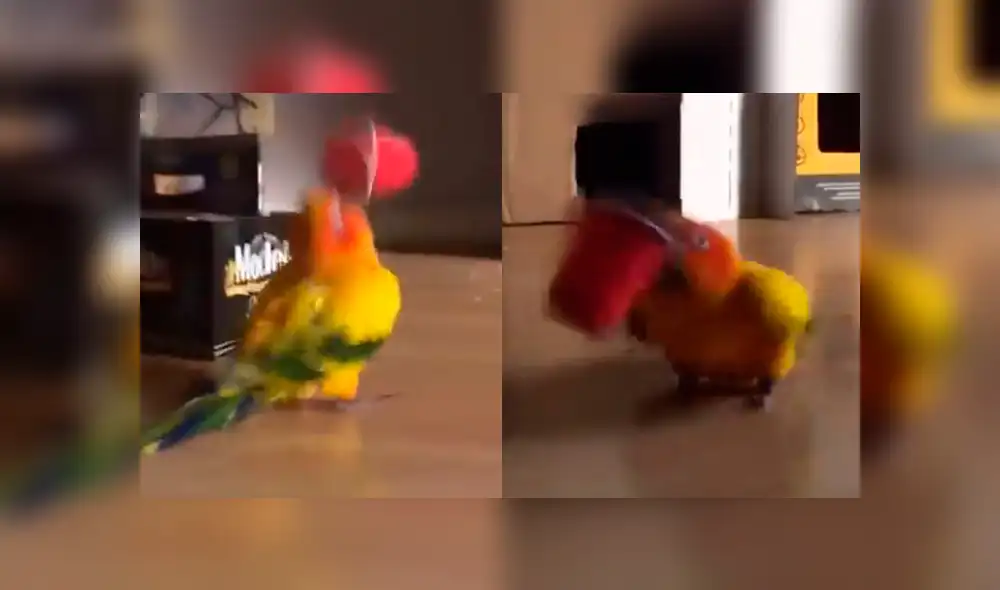 Facebook: ¿Peculiar ave es poseída por extraño espíritu? Aquí podrás saber la verdad [VIDEO]