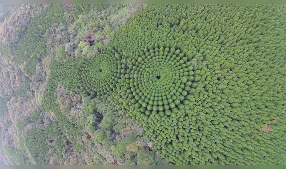 Google Maps: descubren el origen de los perfectos círculos de cultivos en Japón [FOTOS]
