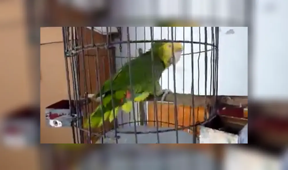 Desliza para ver los detalles de este gracioso video viral de Facebook. Foto: Captura. Desliza para ver los detalles de este gracioso video viral de Facebook. Foto: Captura.