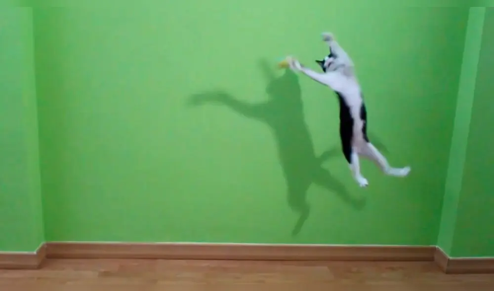 Facebook viral: ¿Este gato es el mejor portero del mundo? Video te impactará [VIDEO]