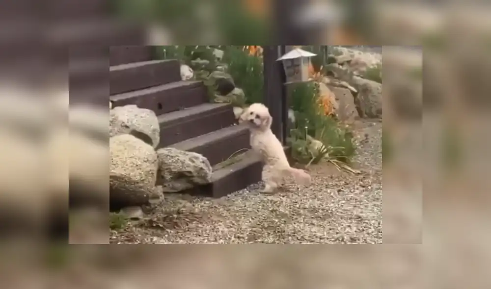 Desliza las imágenes para conocer más sobre este cachorro que se ha robado el corazón de todos en Facebook. Desliza las imágenes para conocer más sobre este cachorro que se ha robado el corazón de todos en Facebook.