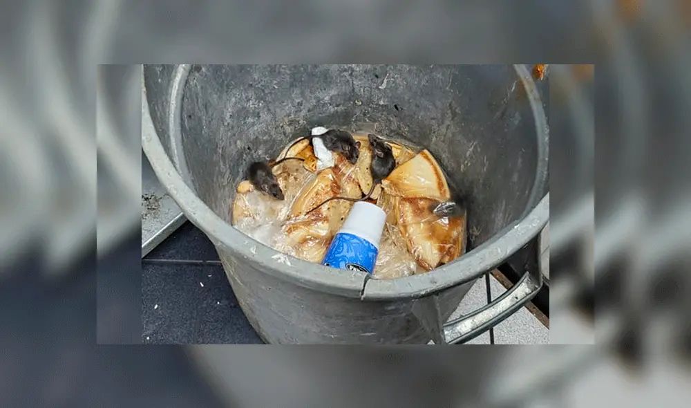 Las ratas rondaban en los basureros. Foto: Stephen Christopher Estrada / Facebook.