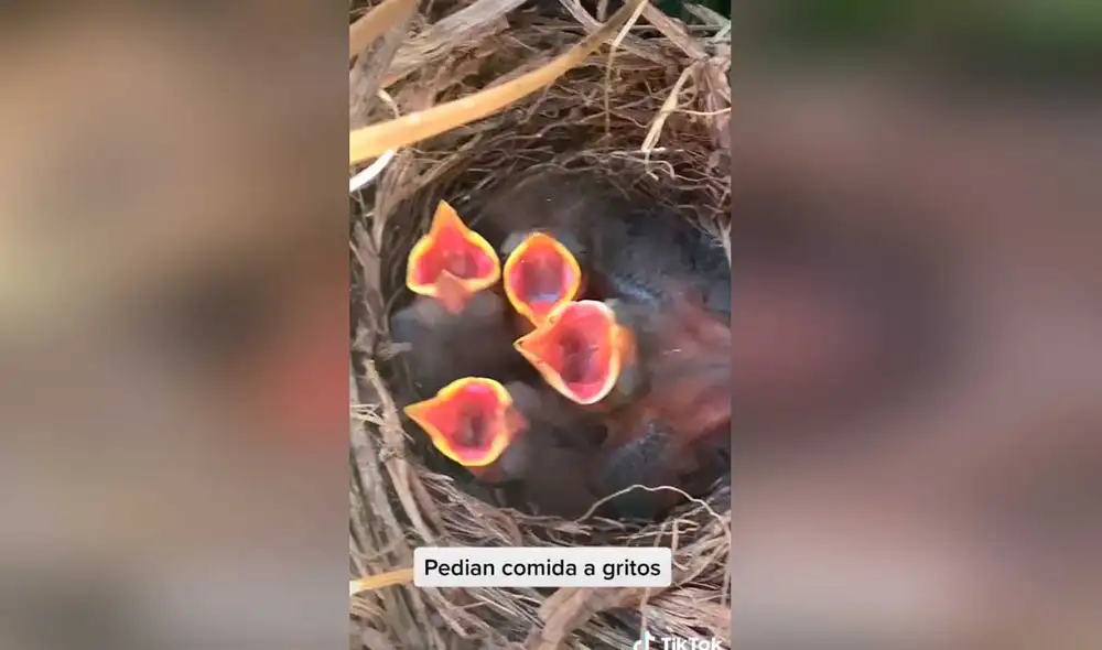 Desliza las imágenes para conocer un poco más sobre estas pequeñas aves que fueron rescatadas cuando más ayuda requerían. Foto: captura de TikTok/ edits_aesthetics