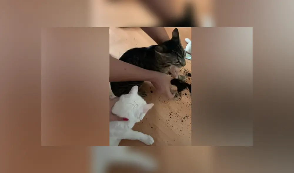 Desliza hacia la izquierda para ver las imágenes del viral de Facebook.