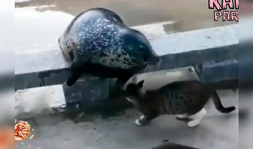 Facebook: miles ríen con video de gato que 'mata' una molesta foca [VIDEO]