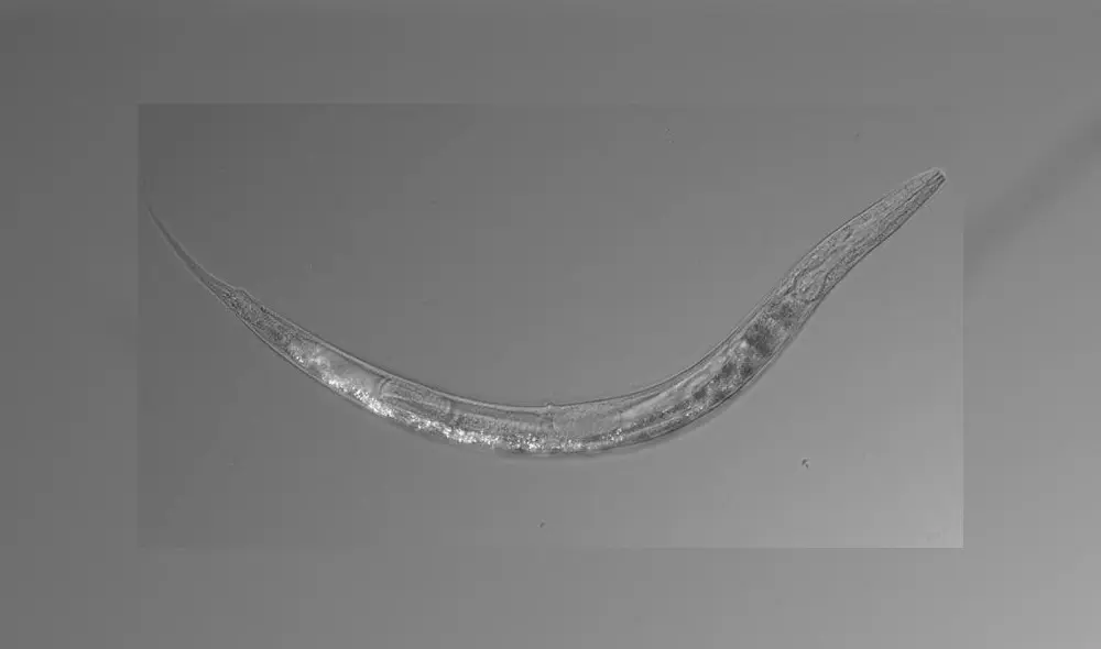 La 'Auanema sp.' puede vivir tanto en ambientes extremos como normales. Los investigadores quieren rastrear su extraordinario genoma. Imagen: Caltech. La 'Auanema sp.' puede vivir tanto en ambientes extremos como normales. Los investigadores quieren rastrear su extraordinario genoma. Imagen: Caltech.