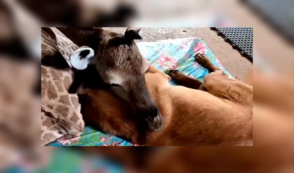 En Facebook, un perro estuvo pendiente de los cuidados de una bebé jirafa que fue abandonada por su madre. En Facebook, un perro estuvo pendiente de los cuidados de una bebé jirafa que fue abandonada por su madre.