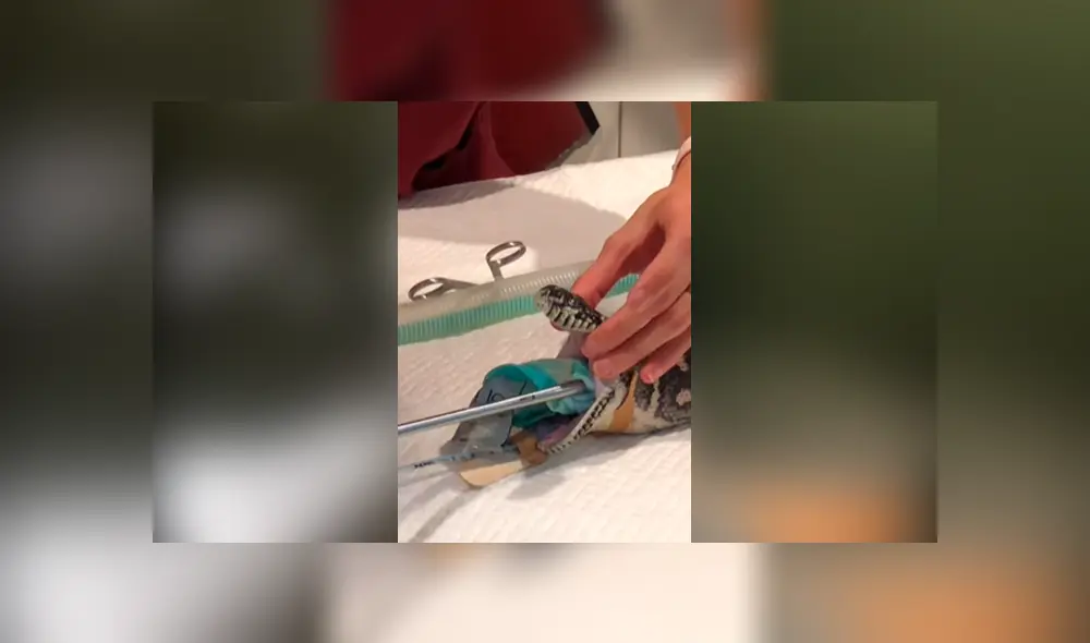 Desliza las fotografías para ver el increíble rescate que se hizo de esta enorme pitón que se tragó una toalla de playa. Foto: captura/SASH Desliza las fotografías para ver el increíble rescate que se hizo de esta enorme pitón que se tragó una toalla de playa. Foto: captura/SASH