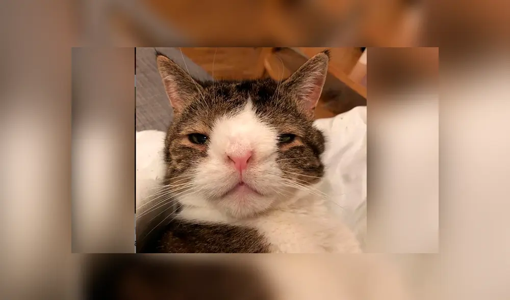 Instagram: miles de usuarios conmovidos con la historia de tierno gato con síndrome de Down [FOTOS] 