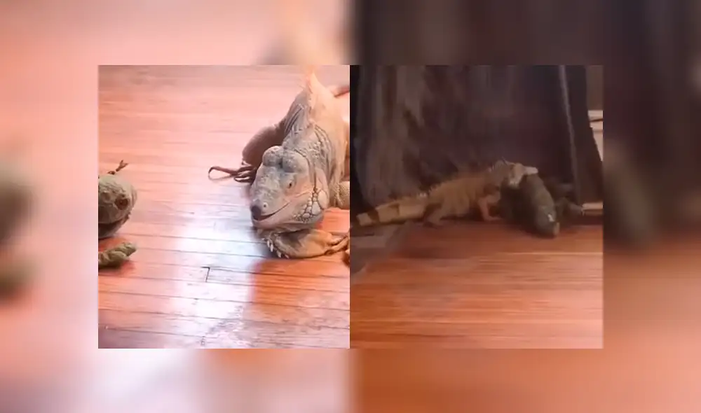 YouTube: 'iguanas' tienen una épica batalla, pero este detalle te sorprenderá [VIDEO]