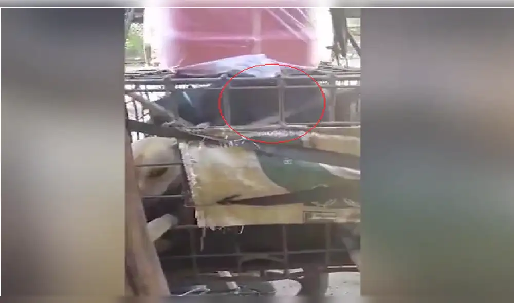 Graban condiciones de maltrato a perros en matadero de Camboya [VIDEO y FOTOS]