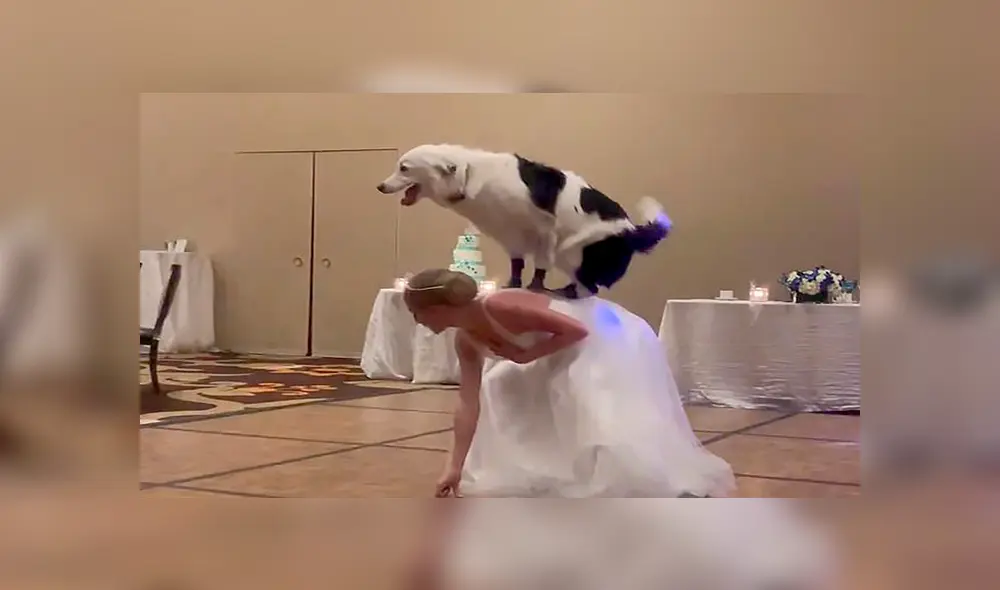 En Facebook, una chica sorprendió a los invitados de su boda tras realizar una increíble coreografía con su perro. En Facebook, una chica sorprendió a los invitados de su boda tras realizar una increíble coreografía con su perro.