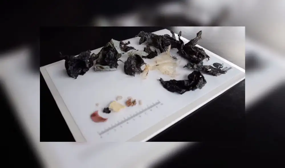 Tortuga que defecó 14 gramos de plástico regresó al mar [VIDEO]