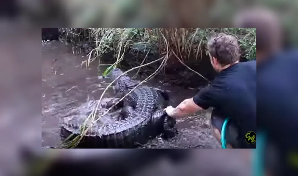 Desliza hacia la izquierda para ver el encuentro de un cuidador del zoológico con un feroz cocodrilo. Video es viral en YouTube. Desliza hacia la izquierda para ver el encuentro de un cuidador del zoológico con un feroz cocodrilo. Video es viral en YouTube.
