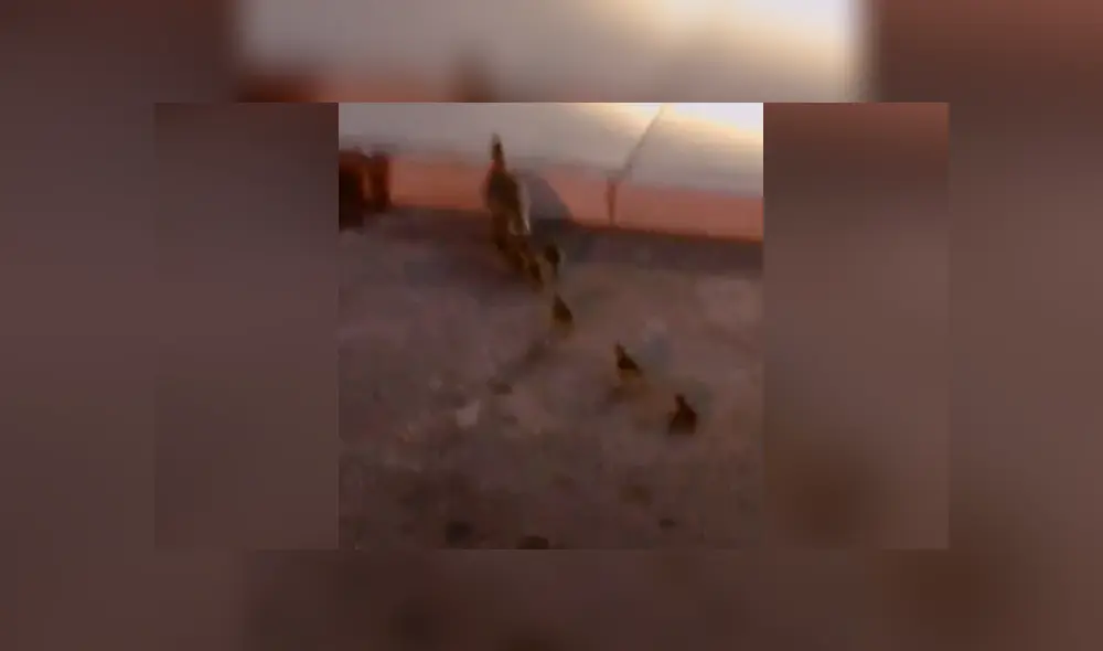 Desliza para ver las imágenes del video de YouTube. Foto: captura Desliza para ver las imágenes del video de YouTube. Foto: captura