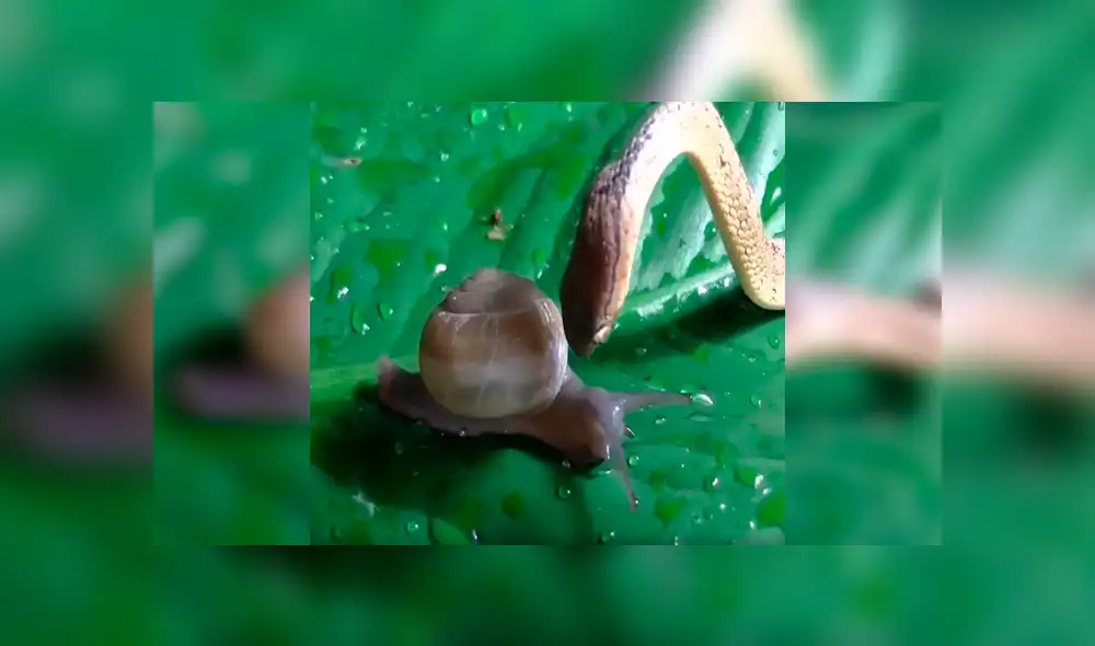 Desliza para ver los detalles del video viral de Facebook. Foto: Captura. Desliza para ver los detalles del video viral de Facebook. Foto: Captura.