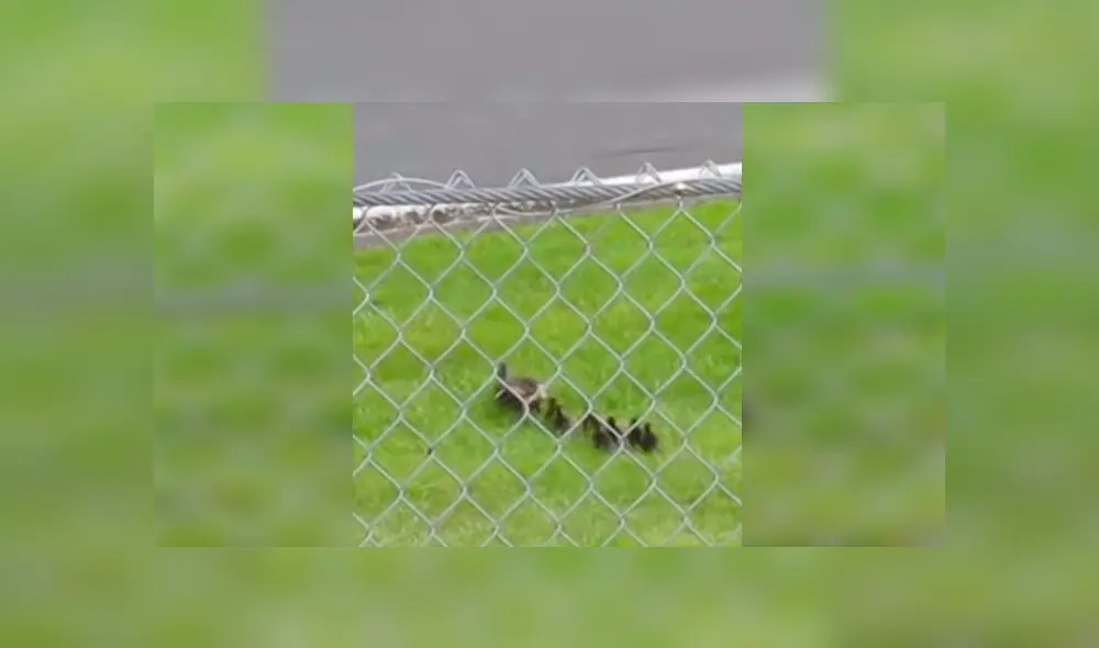 Un grupo de patos cruzaron una pista en mitad de una carrera y estuvieron a punto de morir.