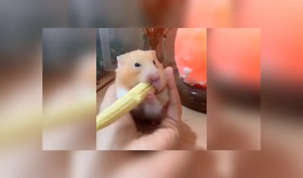 Facebook viral: tierno hámster introduce enorme mazorca en su cuerpo y no sufre daños [VIDEO]
