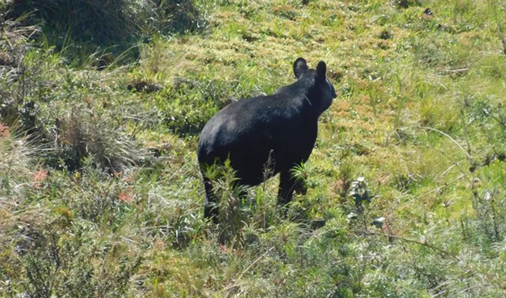 Tapir andino (Foto: Juan Ismael Pusma)