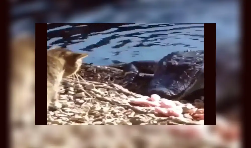 YouTube viral: gato reta a la muerte y se enfrenta sin temor alguno a gigantesco cocodrilo [VIDEO]