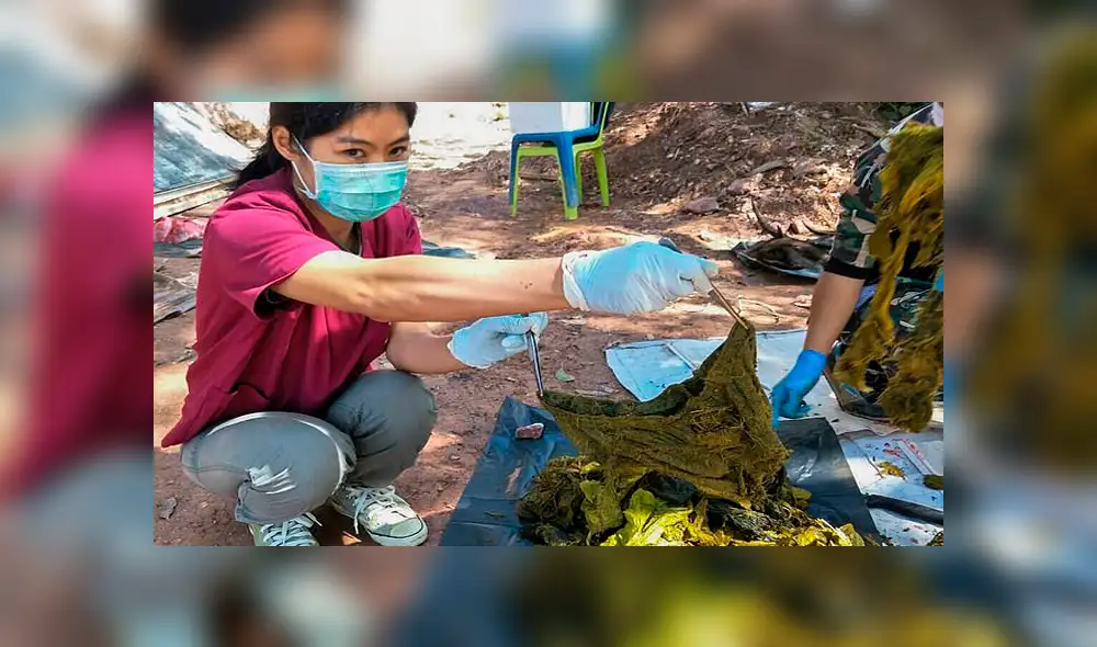 Ciervo es hallado muerto con siete kilos de basura en su estómago Ciervo es hallado muerto con siete kilos de basura en su estómago
