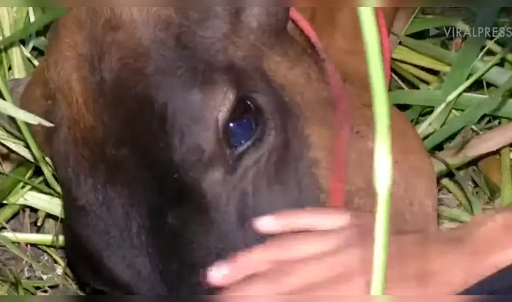 Los pobladores intentaron mover el tronco, pero era muy pesado. Foto: captura Los pobladores intentaron mover el tronco, pero era muy pesado. Foto: captura