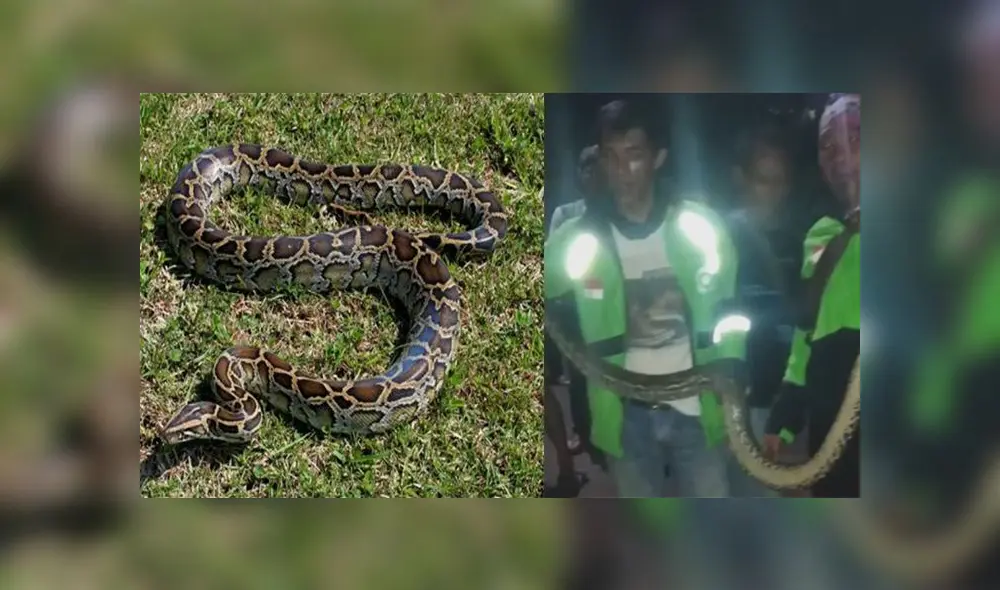 Escuchan extraños ruidos en colchón, lo abren y hallan una gigantesca pitón que vivía en su interior [VIDEO]