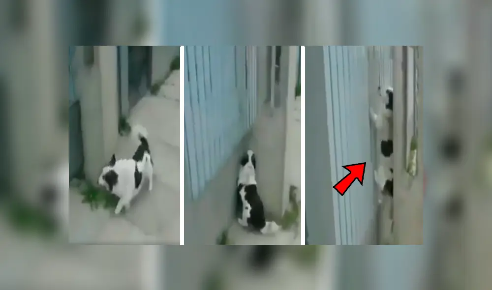 En Facebook, un joven captó el preciso instante que su perro se apoya en la pared para lograr entrar a la casa de su vecino. En Facebook, un joven captó el preciso instante que su perro se apoya en la pared para lograr entrar a la casa de su vecino.