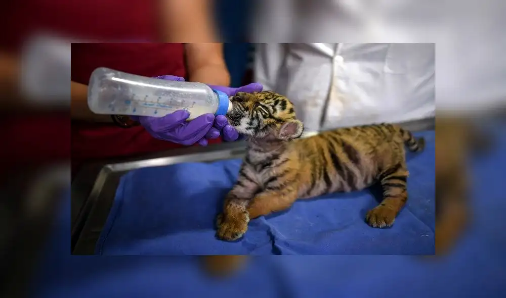 El felino nació en un zoológico en el estado de Veracruz. Foto: AFP El felino nació en un zoológico en el estado de Veracruz. Foto: AFP