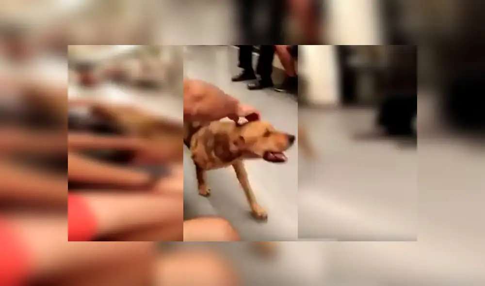 YouTube viral: perro perdido ingresó a metro y recibió cariño de varios pasajeros [VIDEO]