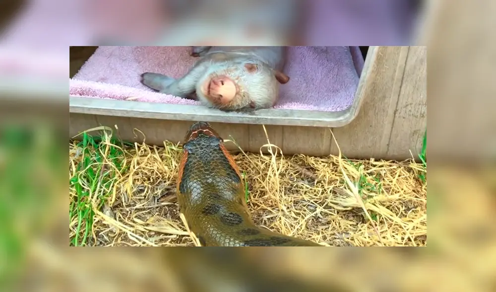 Desliza para ver los momentos más aterradores del video que se hizo viral en YouTube. Desliza para ver los momentos más aterradores del video que se hizo viral en YouTube.