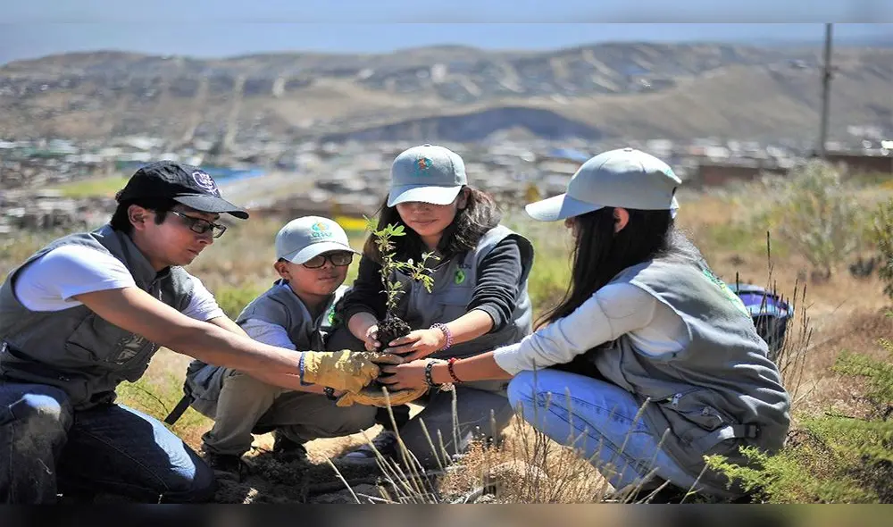 En Apurímac sembrarán más de un millón de árboles nativos en un solo día En Apurímac sembrarán más de un millón de árboles nativos en un solo día