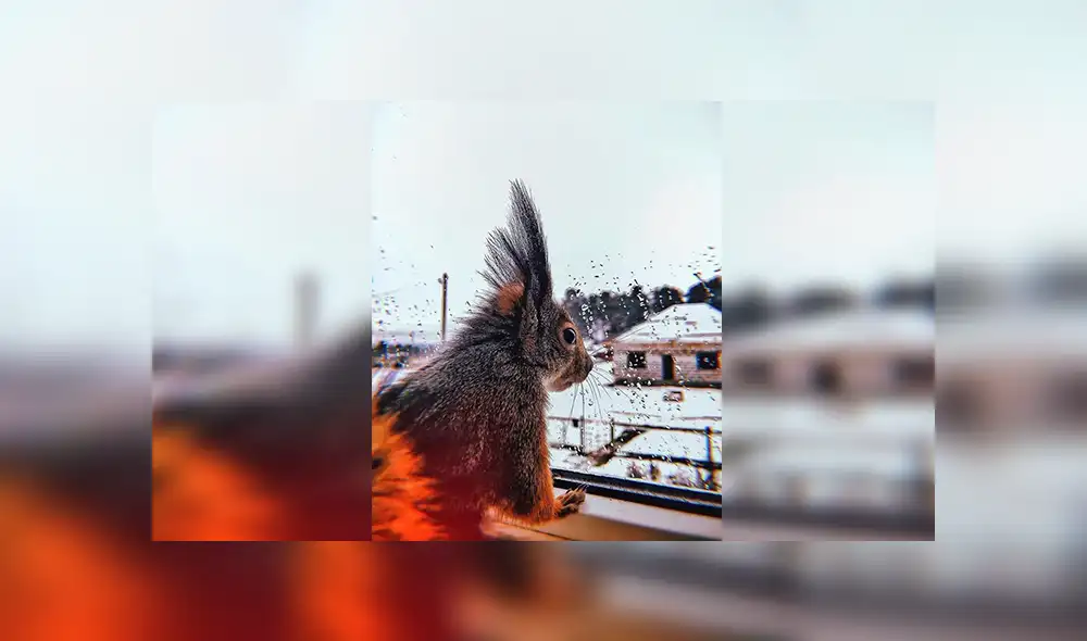 En Facebook, un joven cuidó de una pequeña ardilla que encontró en la calle y se volvió su mejor amigo.